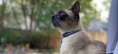 Mini in his back yard